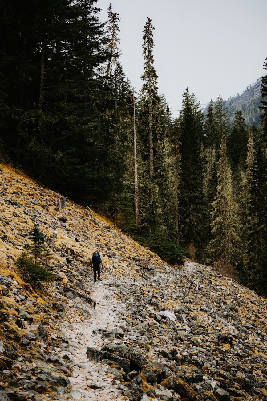 Forest Trail Hiking