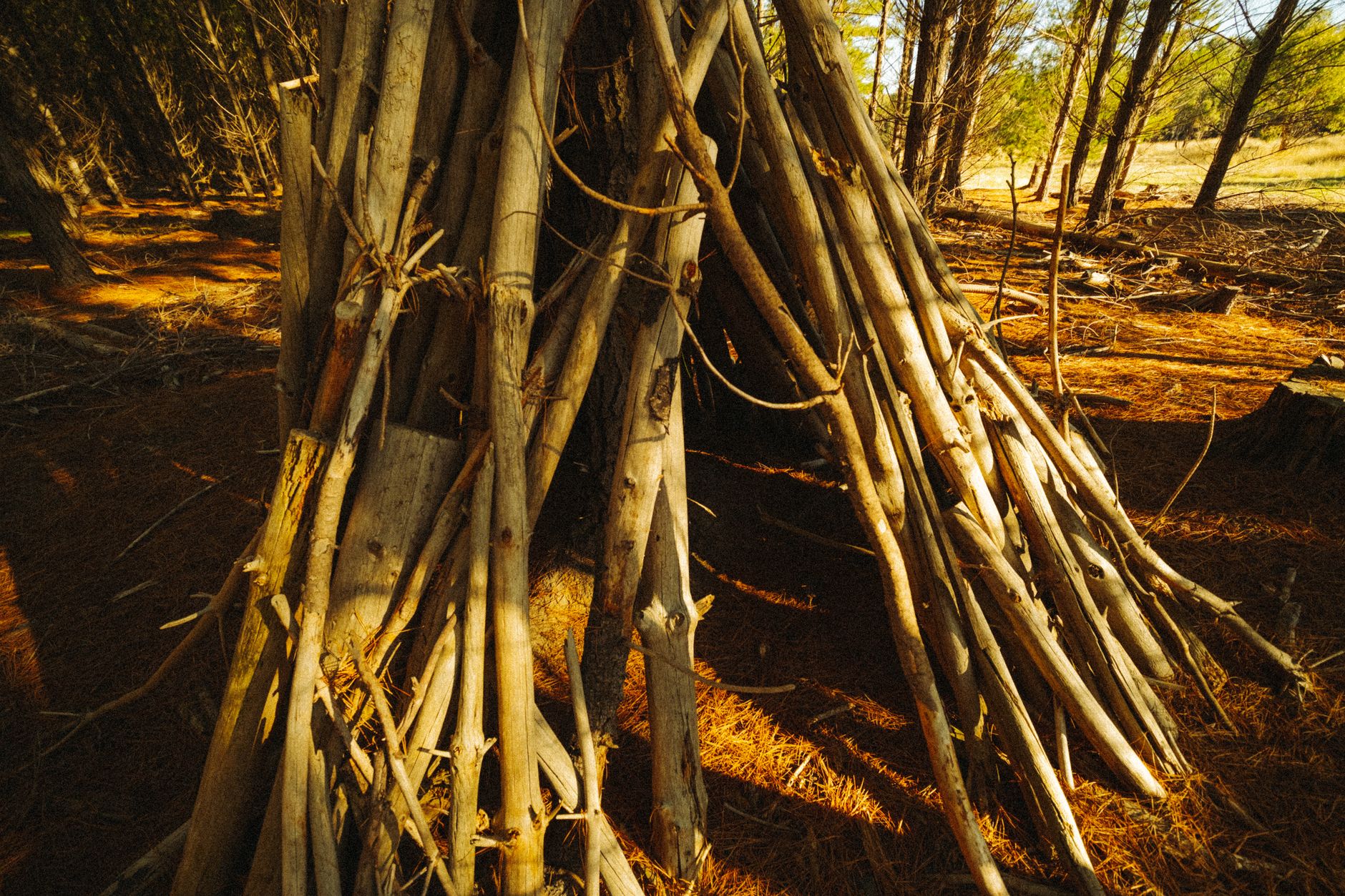 Sunlit wooden teepee in a serene forest setting, highlighting natural textures and warm light.