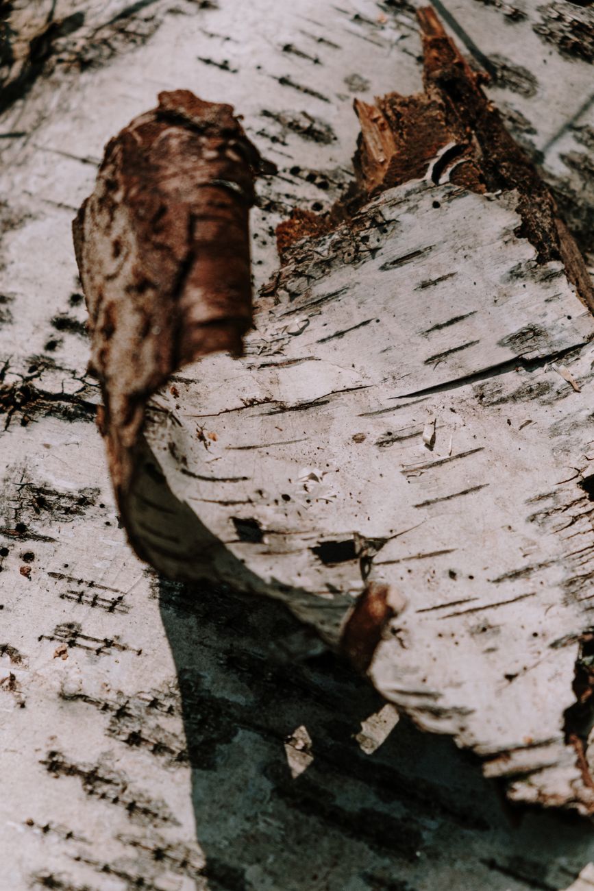 Close-up shot capturing the intricate texture of birch tree bark in natural light.
